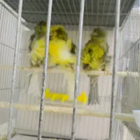 قناری فر آجی ۲۰۲۵|پرنده|یزد, |دیوار