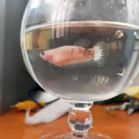 ماهی فایتر پلاکت