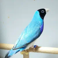 فنچ گلدین آبی،طوطیوار ،بنگالی