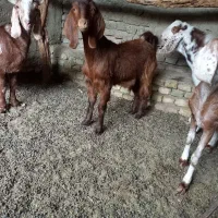 بزغاله ماده نژاد دار|حیوانات مزرعه|هامون, |دیوار