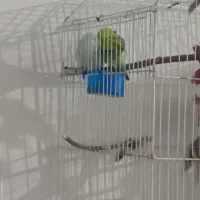 مرغ عشق|پرنده|تهران, امیر بهادر|دیوار