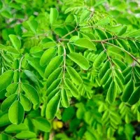 مورینگا یک داروی معجزه گر