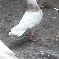 کبوتر|پرنده|تبریز, |دیوار