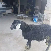 بره نر سیاه موفر