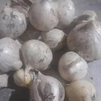 ۳ کیلو موسیر  کوهی