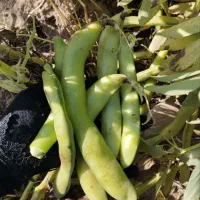 باقلا باقالی باقله