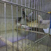 ۱۷ عدد فنچ نرگسی|پرنده|تهران, شیخ هادی|دیوار