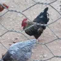 خروس سیاه|حیوانات مزرعه|آشتیان, |دیوار