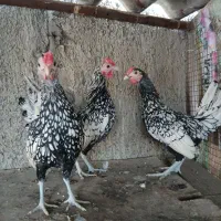 خروس مینیاتوری سبرایت اصیل