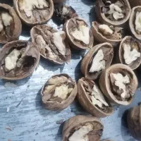 گردو تازه تویسرکان  پرچرب|خوردنی و آشامیدنی|قم, شهرک فاطمیه|دیوار