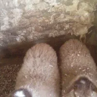 یک جفت بره، سه قلو