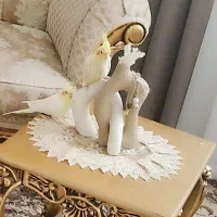 غاز و اردک شمالی با عروس هلندی|پرنده|کنگاور, |دیوار