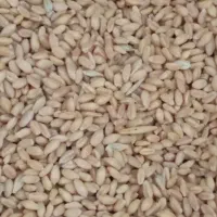 بذر گندم|خوردنی و آشامیدنی|انگوت, |دیوار