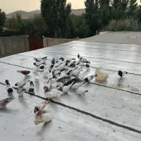 کبوتر سینه ای کله ای دم سیاه سرور|پرنده|صائین قلعه, |دیوار