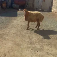 مغان|حیوانات مزرعه|بیلوار, |دیوار