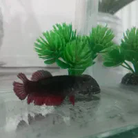 ماهی فایتر|ماهی|الوند, |دیوار