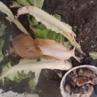 حلزون آچاتینا، آلبینو