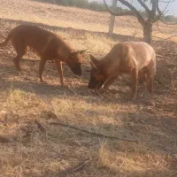 واگذاری سگ|سگ|شازند, |دیوار