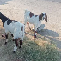 بز نری چپشت نژاد دار ابستن|حیوانات مزرعه|جیرفت, |دیوار