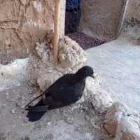 کفتر مفت|پرنده|قم, شهرک امام حسین|دیوار