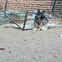 واگزاری ژرمن نر ماده|سگ|یزد, |دیوار