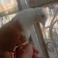 کفتر کلاغ کربلایی زردساده خال طوقی سینه سبز کاکلی