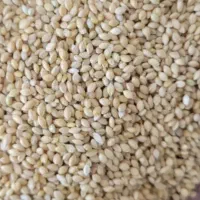 ارزن فروشی..