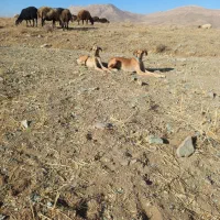 سلام واگذاری دوتا تول تازی|سگ|کمیجان, |دیوار