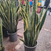 جشنواره روز مادر سانسوریا ابلق|گل و گیاه طبیعی|یزد, |دیوار