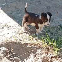 فروش سگ|سگ|سیمکان, |دیوار