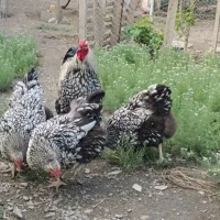 جوجه سیلور