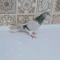 کبوتر بدرنگ دمگیر خرقه نر روس