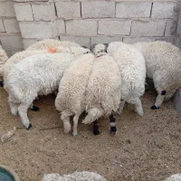 گوسفند فروشی بره و کره کیلوی 700تومن