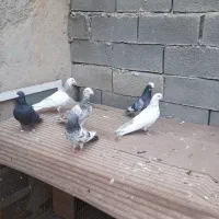 سیاه درجه سیاه