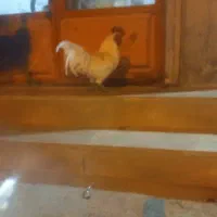 خروس|حیوانات مزرعه|رامهرمز, |دیوار