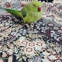 طوطی ملنگواهلی|پرنده|ایرانشهر, |دیوار