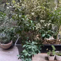 گلدان شمشاد ابلق و دو رنگ