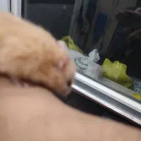 همستر|موش و خرگوش|فولادشهر, B4|دیوار