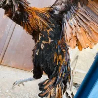 خروس فروش یا معاوضه