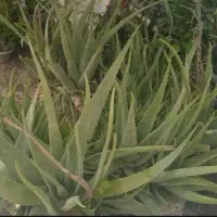 الوورا فروشی