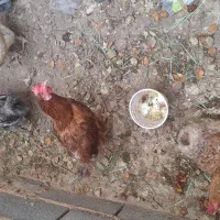 فروش تعدادی مرغ تخم گذار