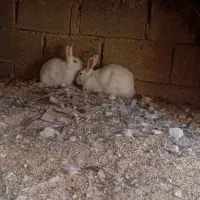 خرگوش سفید هلندی