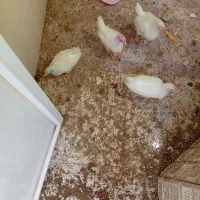 چهار عدد جوجه خروس