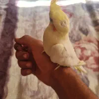 عروس هلندی نر جوجه