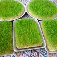 سمنو|خوردنی و آشامیدنی|تویسرکان, |دیوار