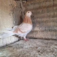 کفتر  ی جفت زرد و شازده|پرنده|ری, ولی آباد|دیوار