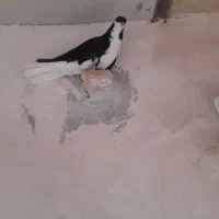 کبوتر|پرنده|اقبالیه, |دیوار