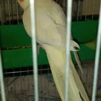 عروس هلندی ۶ ماهه|پرنده|بروجرد, |دیوار