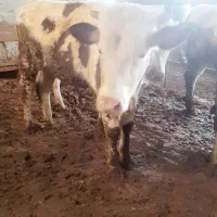 ۳ عدد گوساله نر