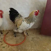 خروس برهما|حیوانات مزرعه|قم, ولیعصر|دیوار